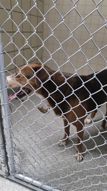 Adoptable Dog