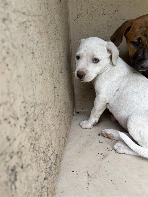 Adoptable Dog