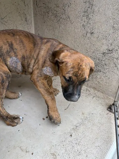 Adoptable Dog