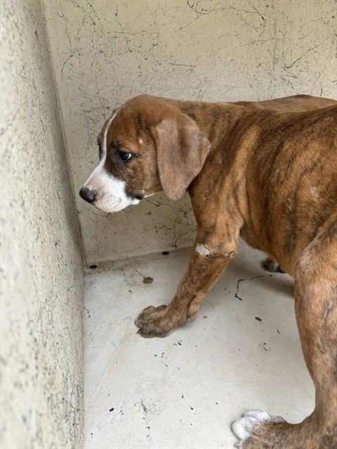 Adoptable Dog