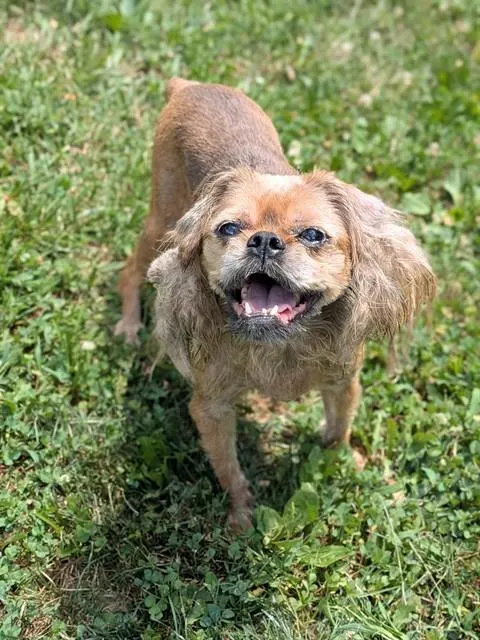 Gremlin