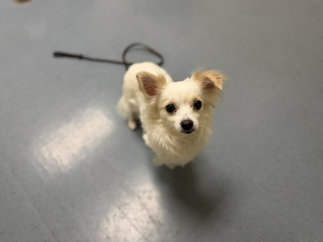Nala