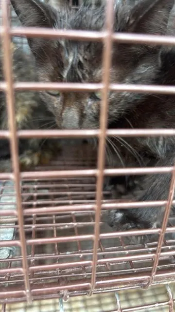 Adoptable Cat