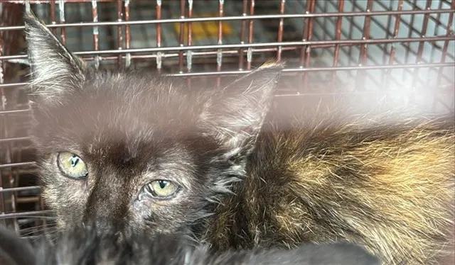 Adoptable Cat