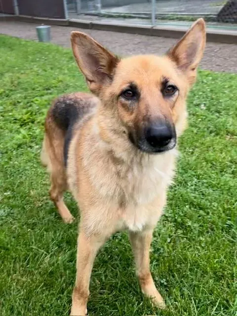 Maya
