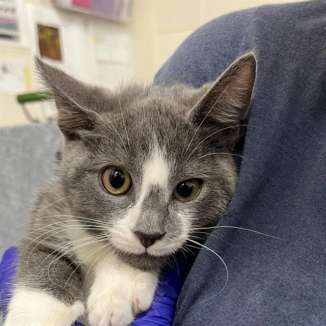 Adoptable Cat