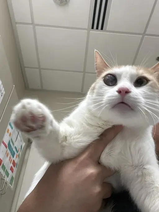 Mimi