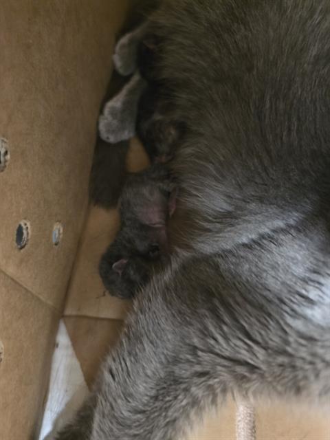 Adoptable Cat