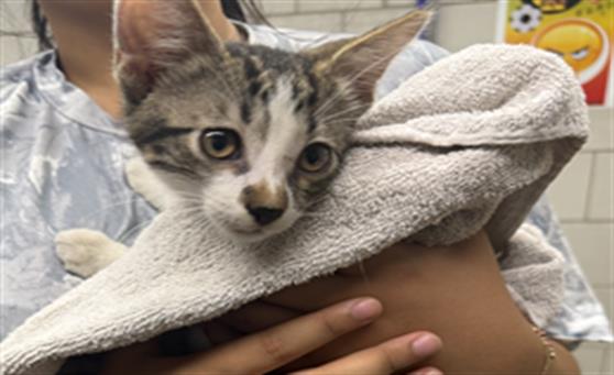 Adoptable Cat