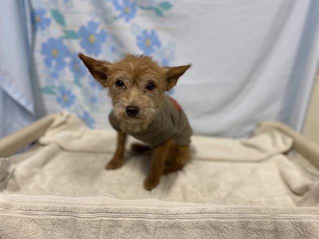 Adoptable Dog