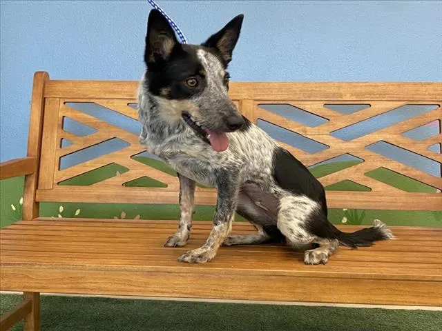 *Piper