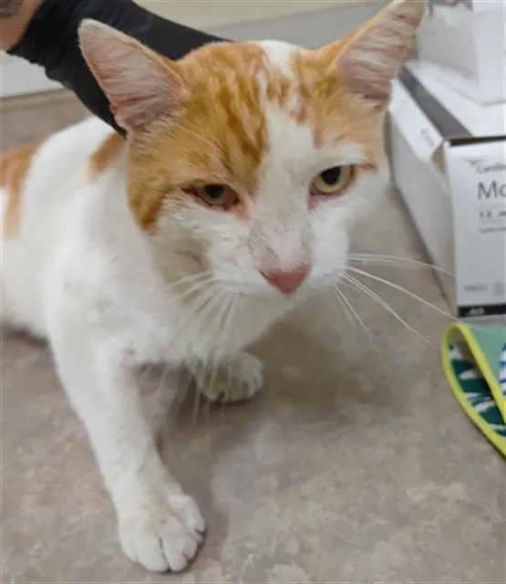 Cheddar