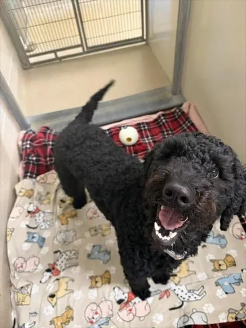 Adoptable Dog