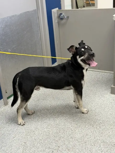 Adoptable Dog