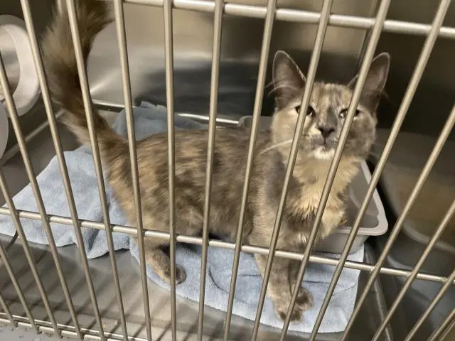 Adoptable Cat