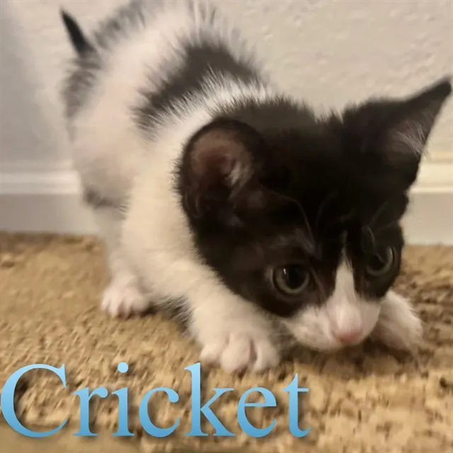 Cricket
