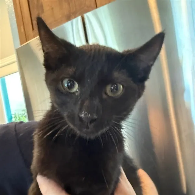 Pepper