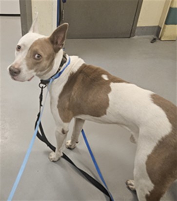 Adoptable Dog