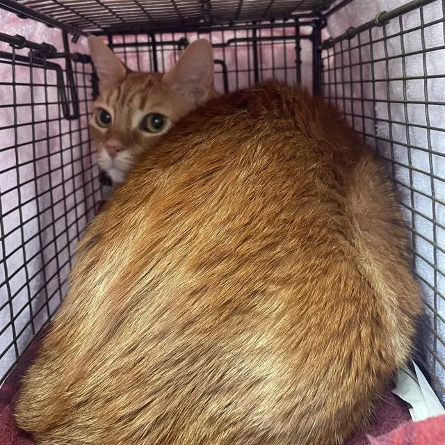 Marmalade