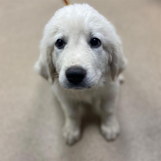 Ed