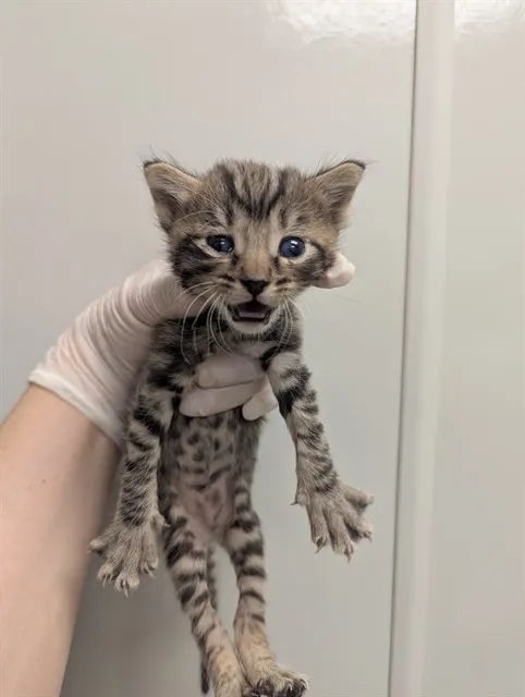Peppermint
