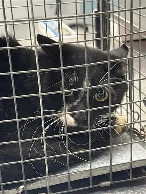 Loki