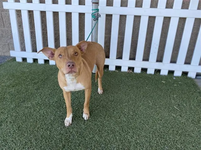 Adoptable Dog