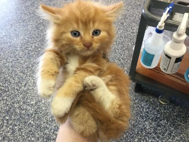 Adoptable Cat
