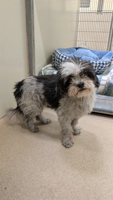 Adoptable Dog