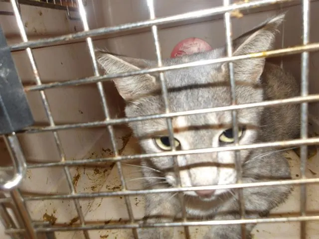 Adoptable Cat