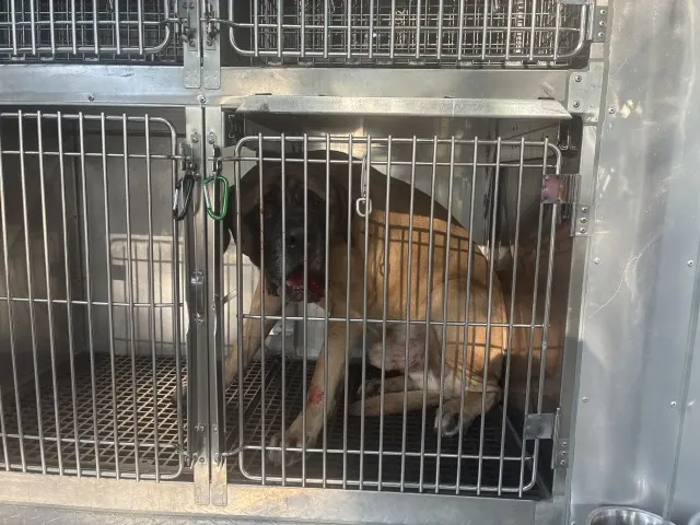 Adoptable Dog