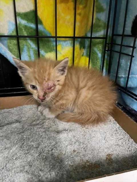 Adoptable Cat