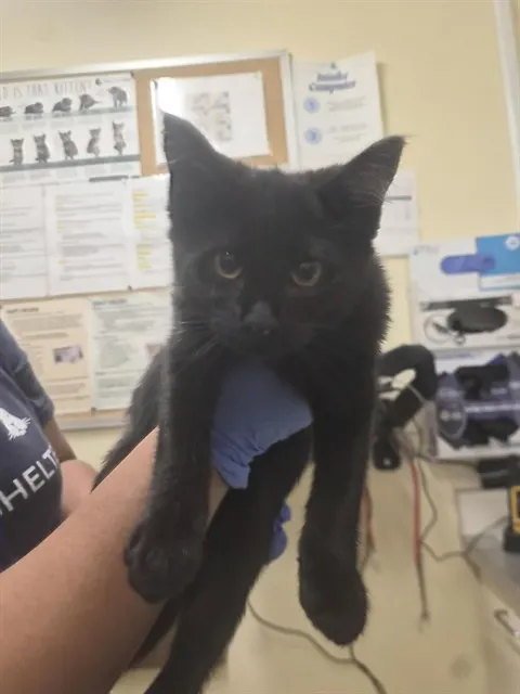 Adoptable Cat