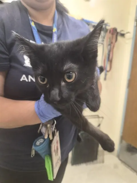 Adoptable Cat
