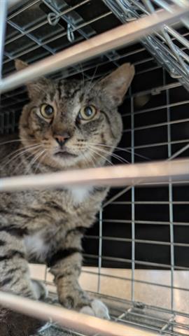 Adoptable pet
