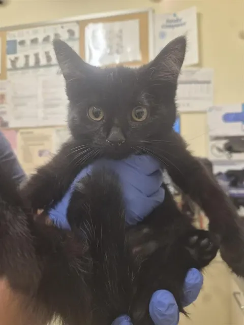 Adoptable Cat