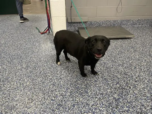 Adoptable Dog