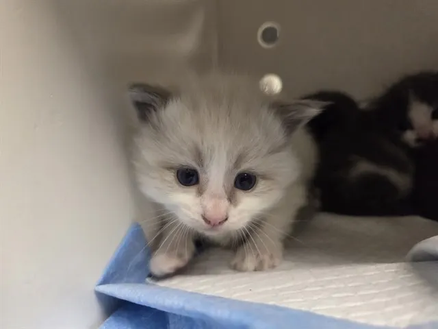 Willow - Adoption Pending