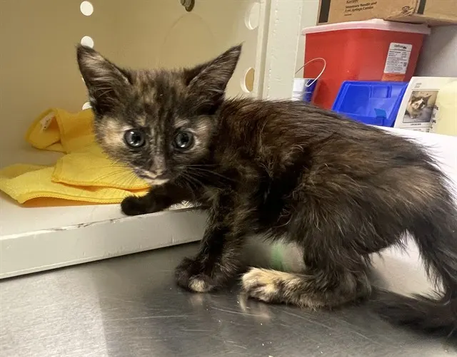 Maple - Adoption Pending