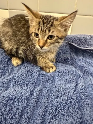 Adoptable Cat