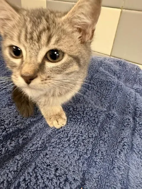 Adoptable Cat