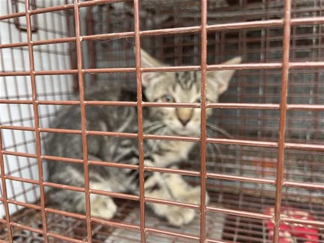 Adoptable Cat