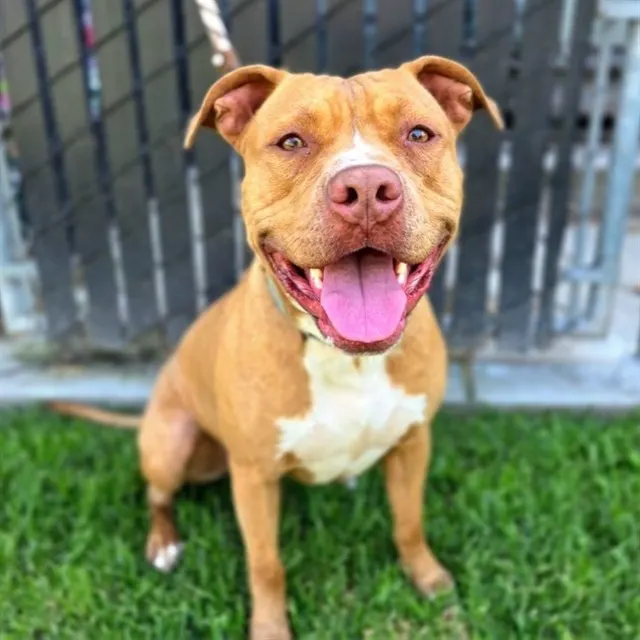 Taz