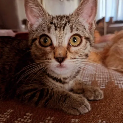 Delilah