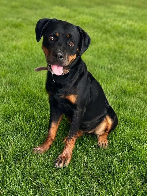 Adoptable Dog