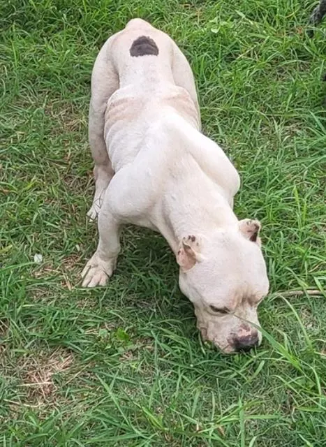 Draco