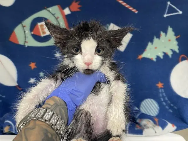 Adoptable Cat