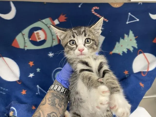 Adoptable Cat