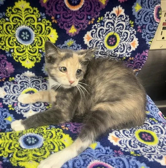 Adoptable Cat