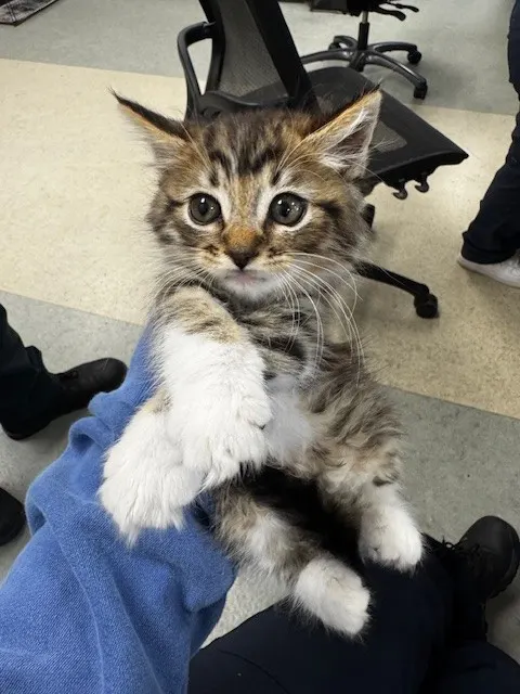 Biscuit
